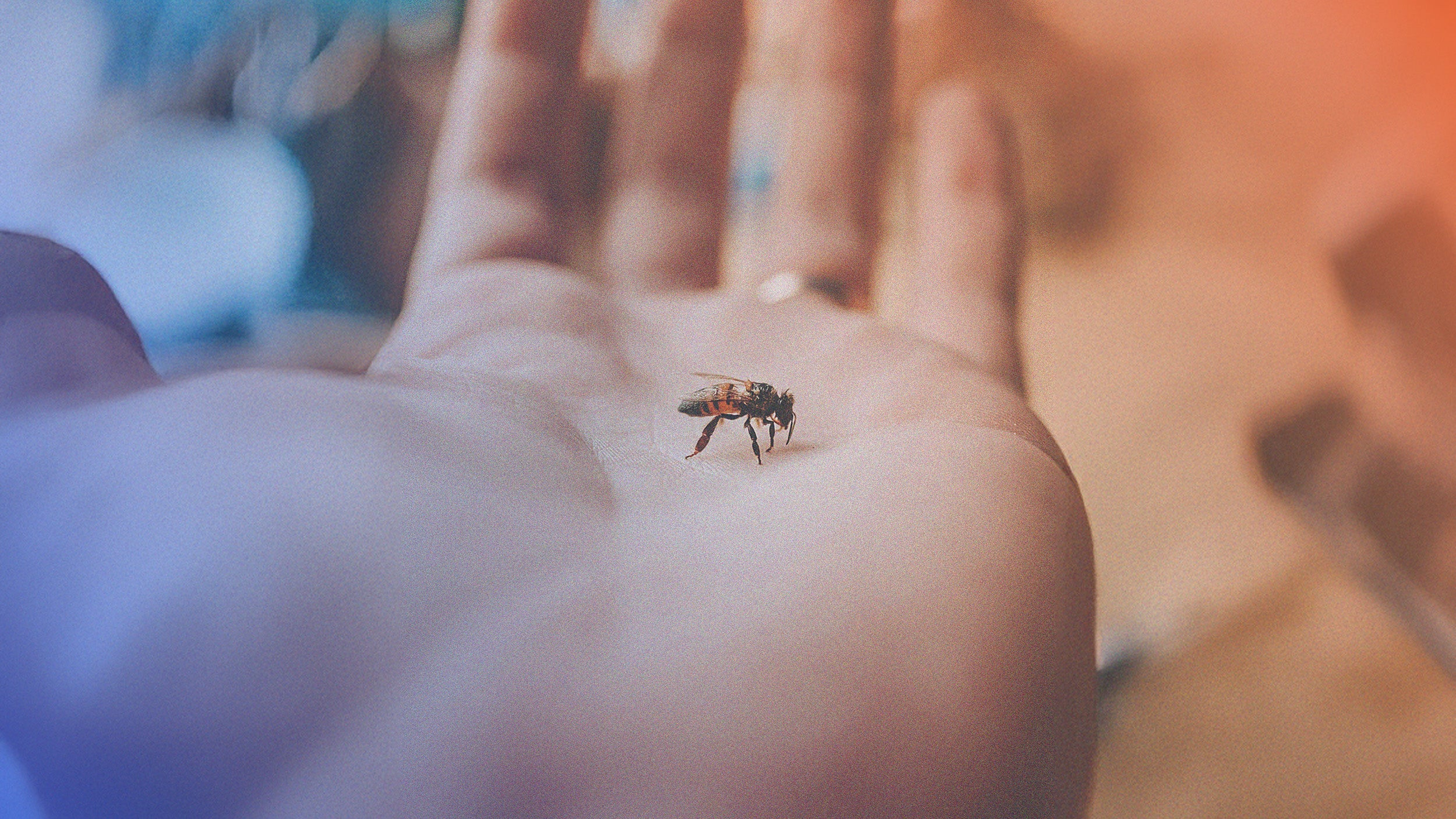 Insect bite & Repellent