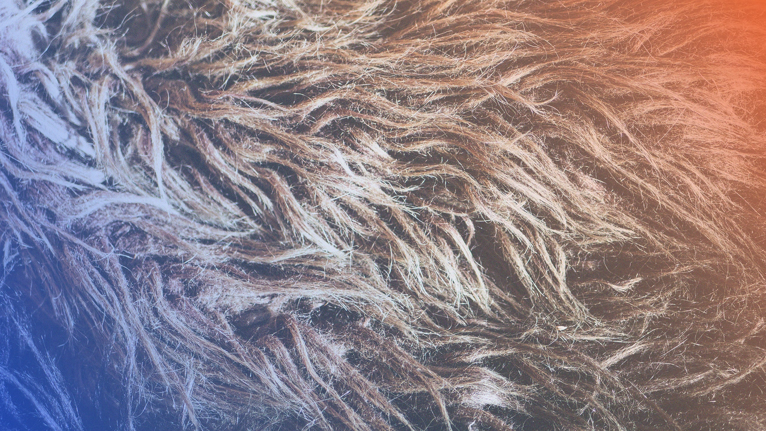 Hair Lice