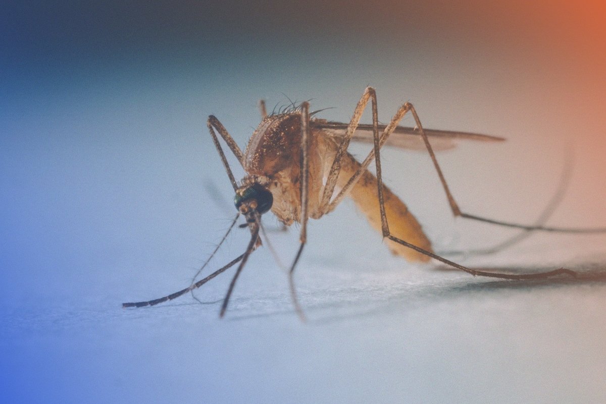 Malaria Chemoprophylaxis - Rightangled